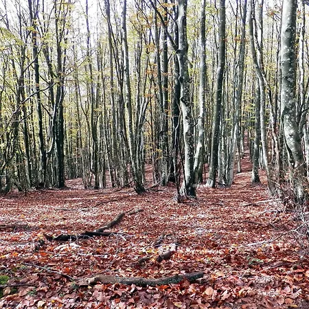 Alojamento de Acomodação e Pequeno-almoço B&B Podere Cerreta San Godenzo